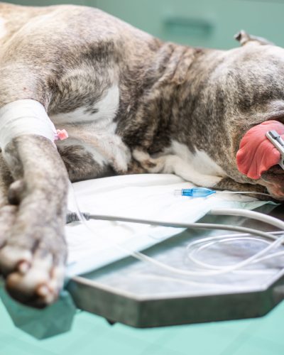 Dog in surgery room before surgery act under anesthesia, vet concept