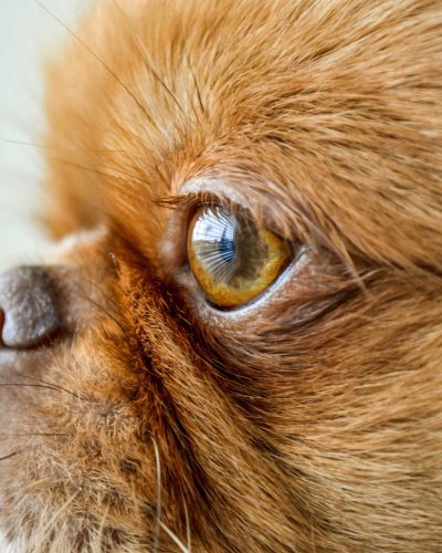 A close up shot of a pekingese short hair puppy