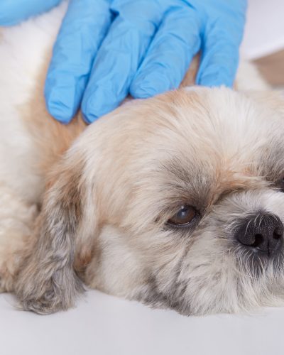 Hands of veterinarians in blue protective gloves examines Pekingese health, small dog lying on table in veterinary clinic, vet diagnoses puppy's disease.