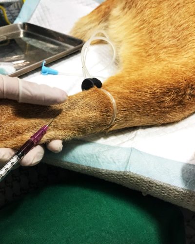 high-angle-view-hand-holding-dog